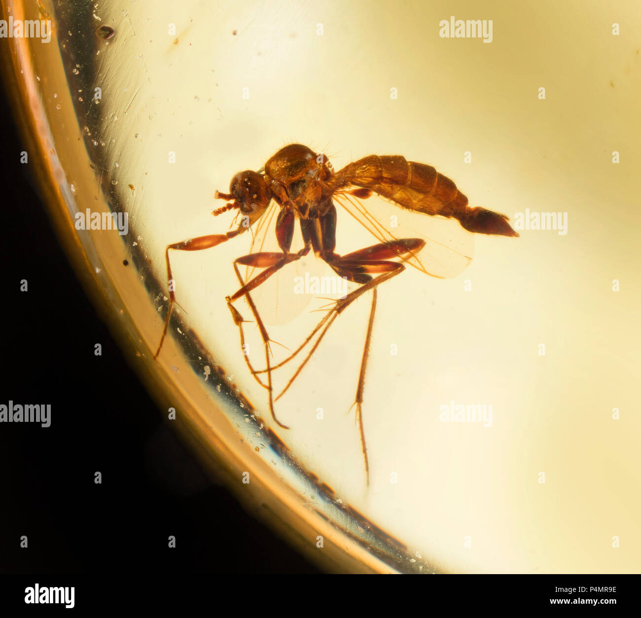 Volar los insectos atrapados en ámbar birmano Foto de stock