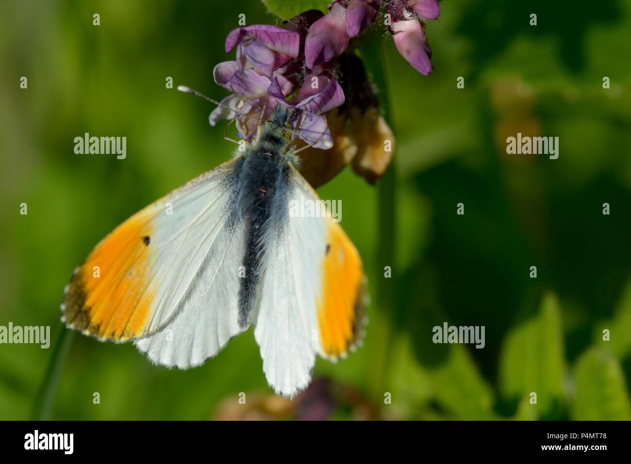 Macro Fotografía de una naranja (mariposa Anthocharis cardamines inclinado) Foto de stock