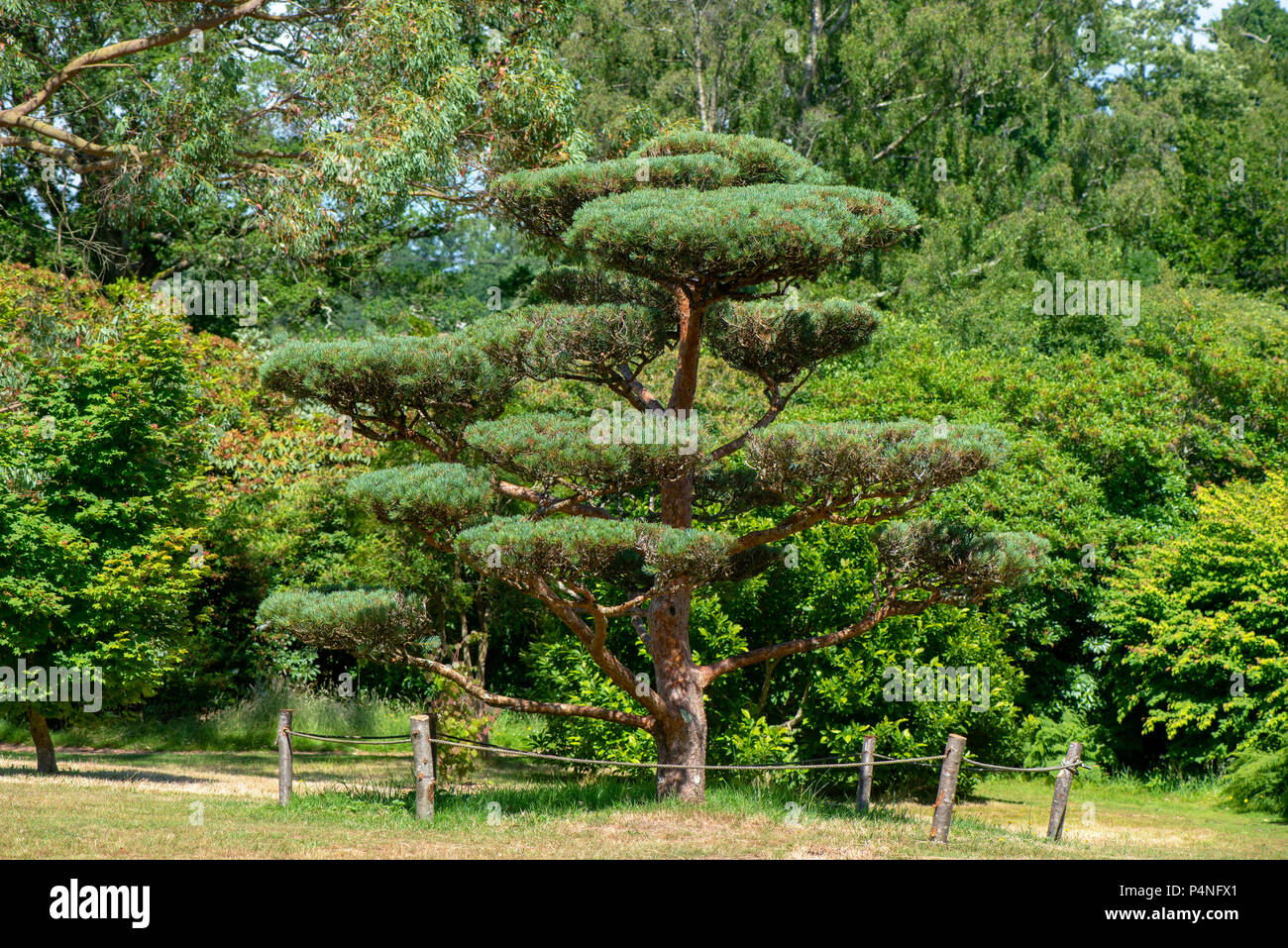 Pino en forma de poda fotografías e imágenes de alta resolución - Alamy