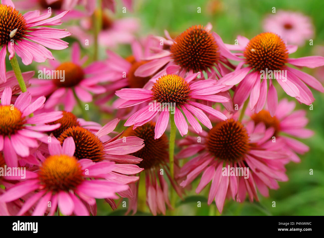 Espectacular por encima de la parte superior la saturación del color de una floración rosa Flores de echinacea Foto de stock
