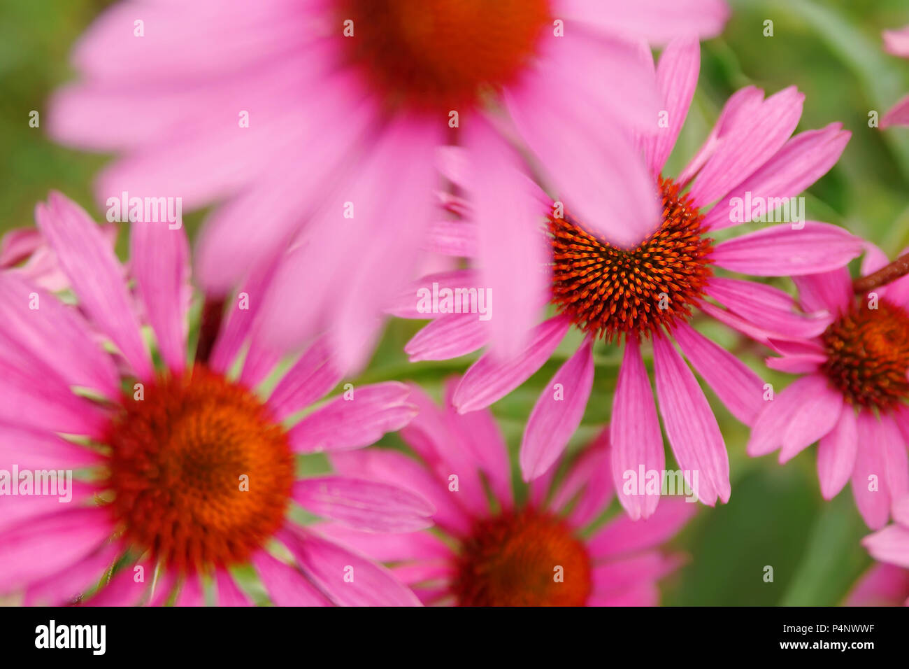 Espectacular por encima de la parte superior la saturación del color de una floración rosa Flores de echinacea Foto de stock