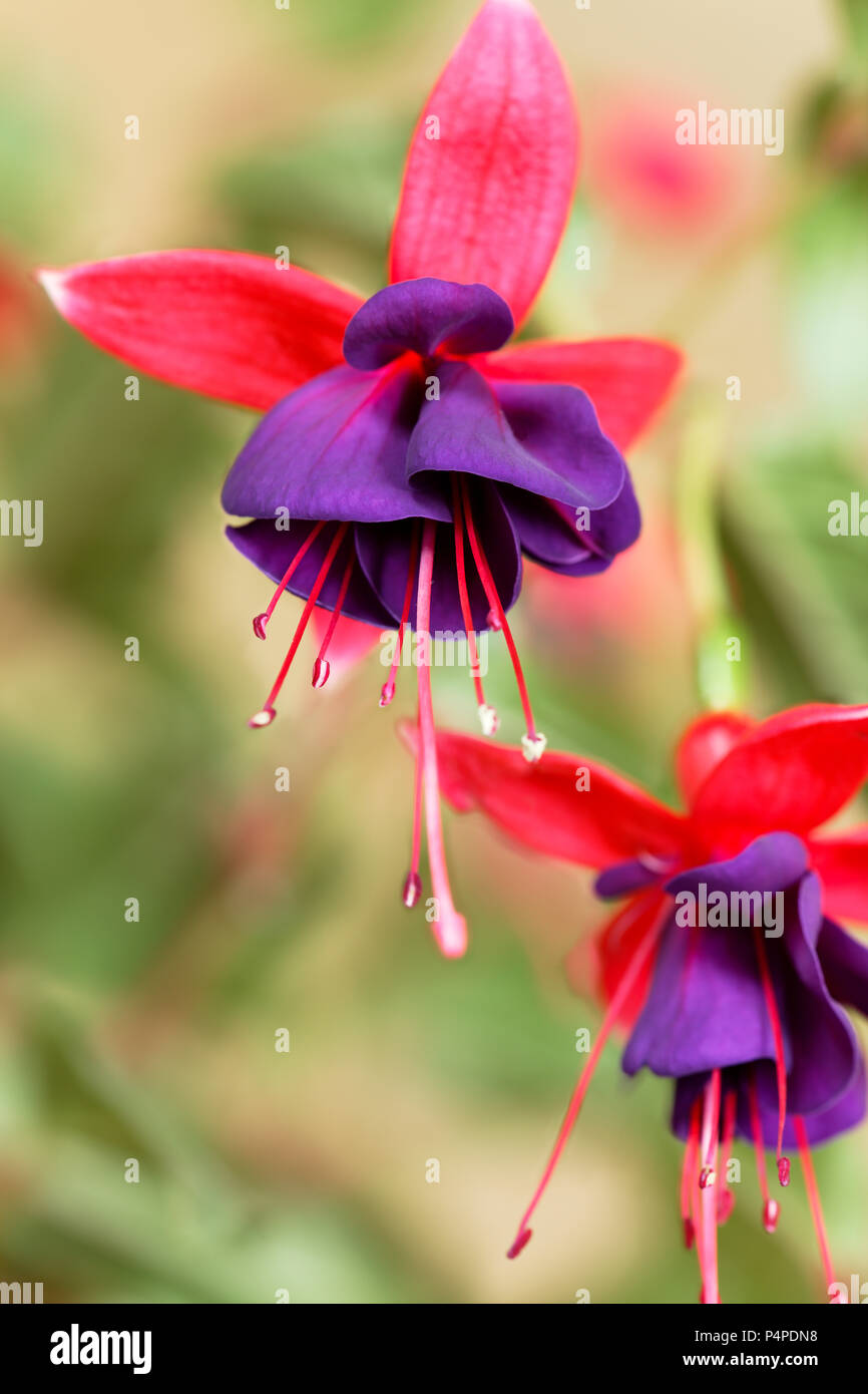Flores de Fuchsia púrpura de cerca. Foto de stock