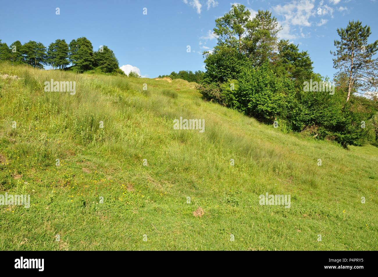 Paisaje de una colina con hierba verde y unos árboles, en un día soleado con algunas nubes en el cielo azul Foto de stock