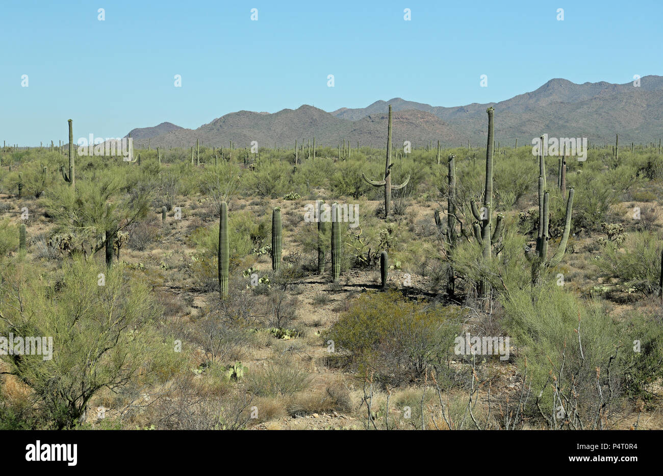 Vista del desierto en el sur de Arizona en un día soleado con saguaro y montañas Foto de stock