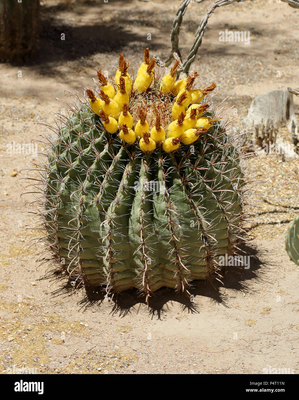 Cerrar vista de una joven cacto saguaro en un jardín de cactus interno en el sur de Arizona en un día soleado Foto de stock