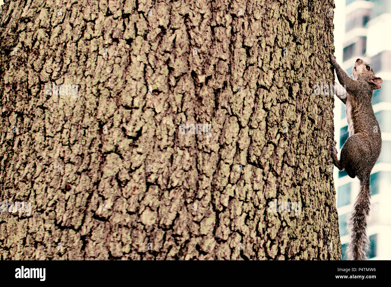 Ardilla, Eichhörnchen Foto de stock