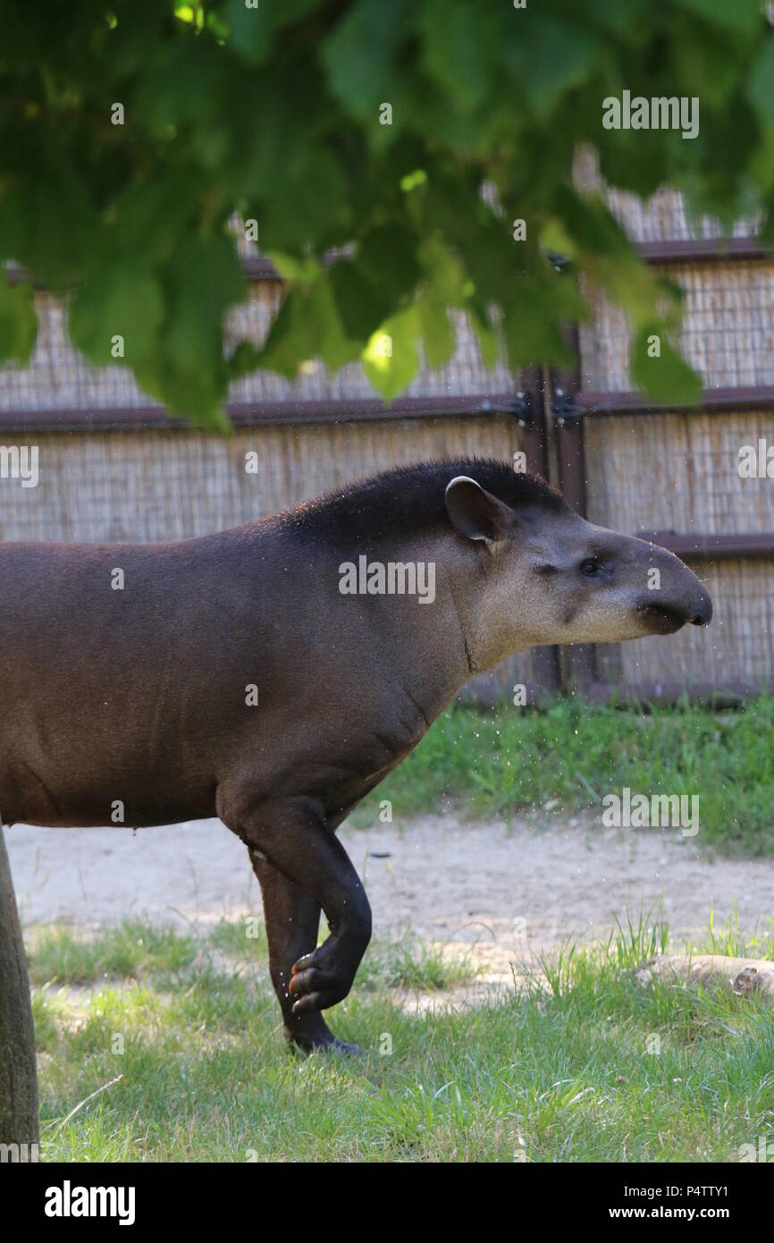 Lowland tapir (Tapirus terrestris Foto de stock