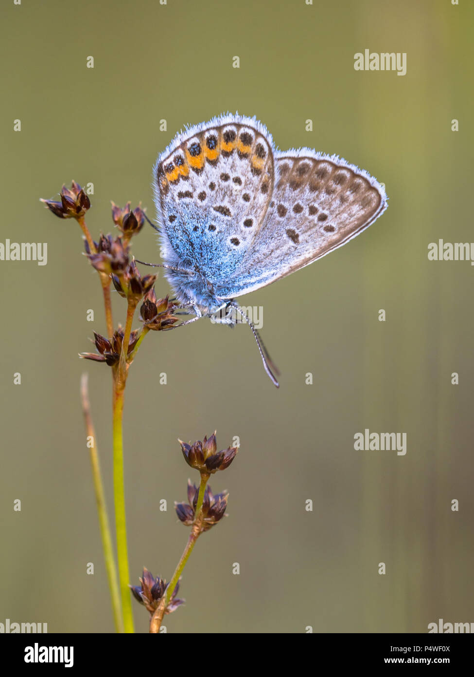 Macho azul tachonada de plata (Plebejus argus) butterfly preparándose para la noche en flor afilados Rush (Juncus acutiflorus) en su hábitat natural Foto de stock