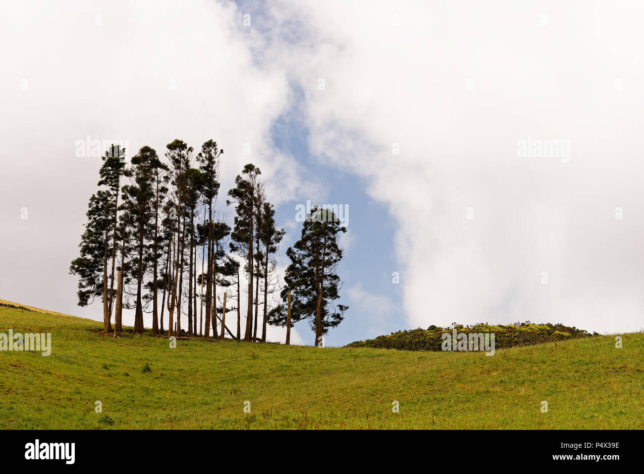 Grupo de árboles en un verde prado en un paisaje montañoso, en las nubes del cielo con gap - Ubicación: Azores, Isla Sao Jorge Foto de stock