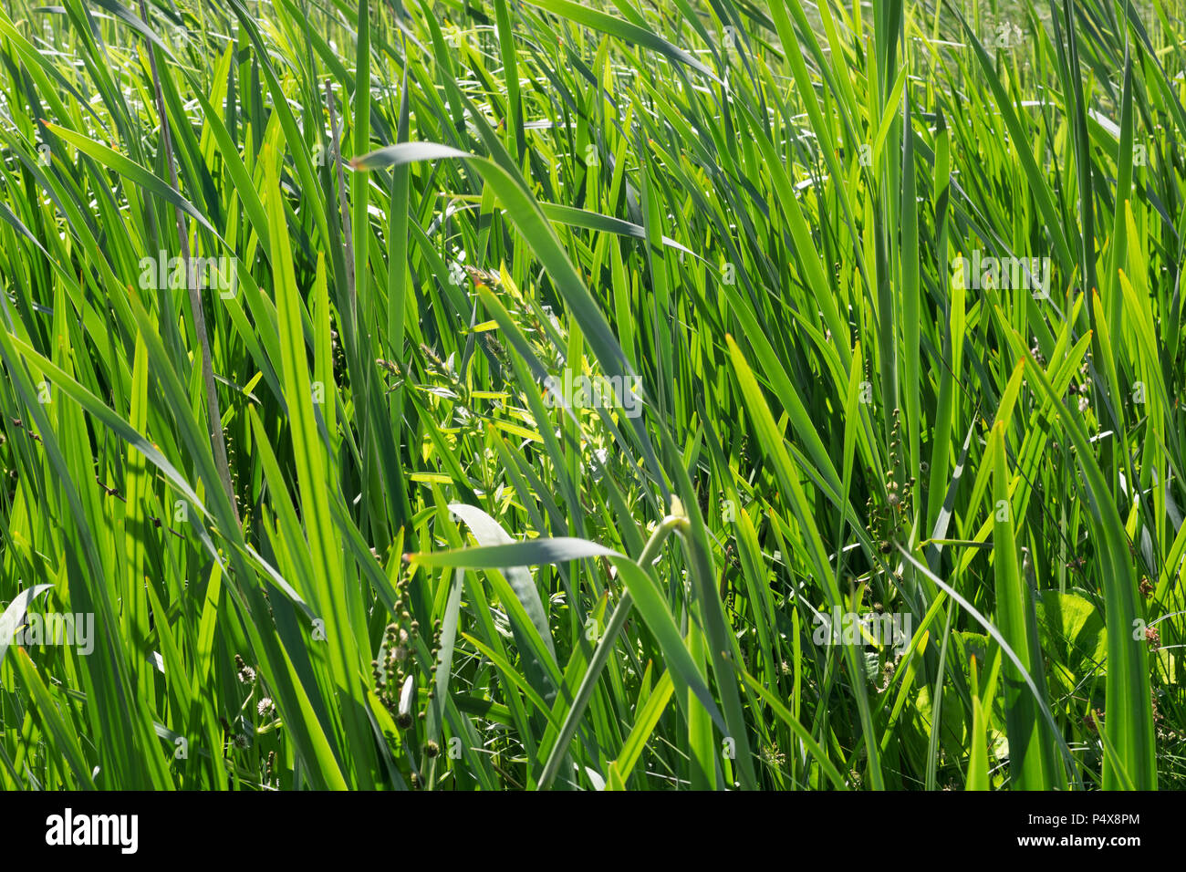 Verde césped, reed en el borde del agua Foto de stock