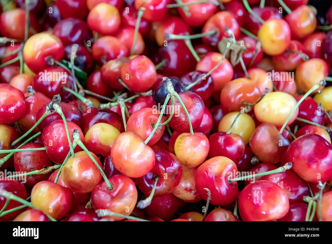 Montón de fruta roja madura y cerezas amarillas Foto de stock