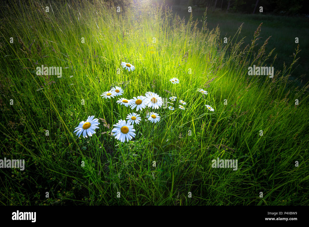 Sunbeam iluminando un ramo de flores silvestres margaritas en el campo al atardecer Foto de stock