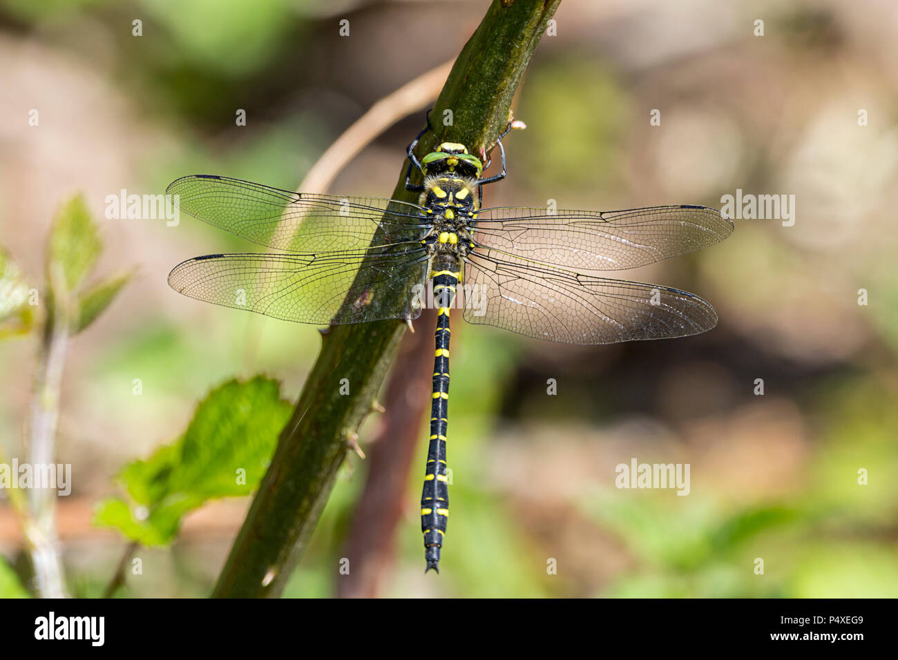 Golden Dragon Fly anillado Cordulegaster boltonii grandes ojos verdes cuerpo negro amarillo con bandas estrechas colas club abdomen encaramado en espinoso tallo. Foto de stock