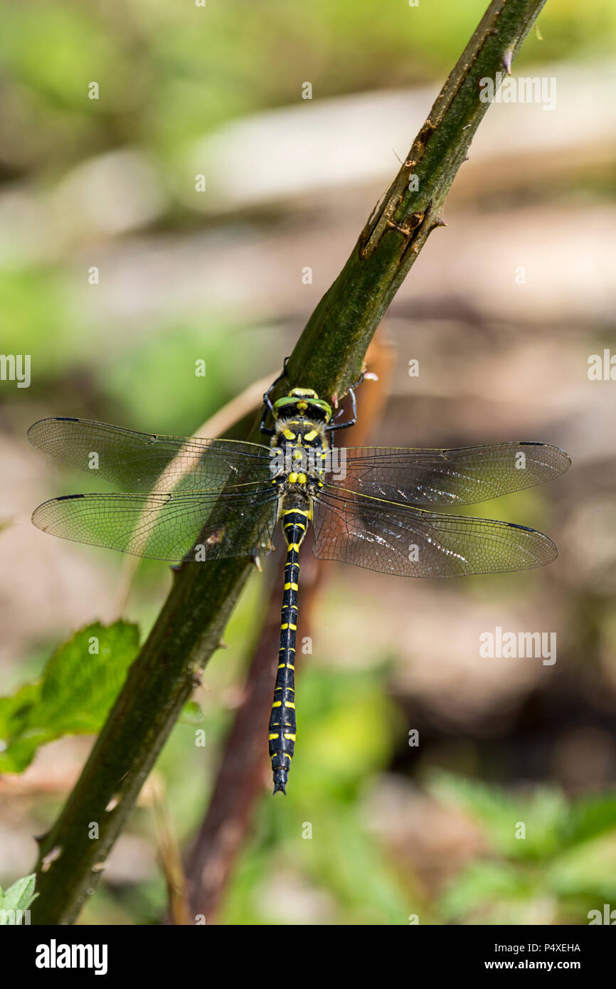 Golden Dragon Fly anillado Cordulegaster boltonii grandes ojos verdes cuerpo negro amarillo con bandas estrechas colas club abdomen encaramado en espinoso tallo. Foto de stock