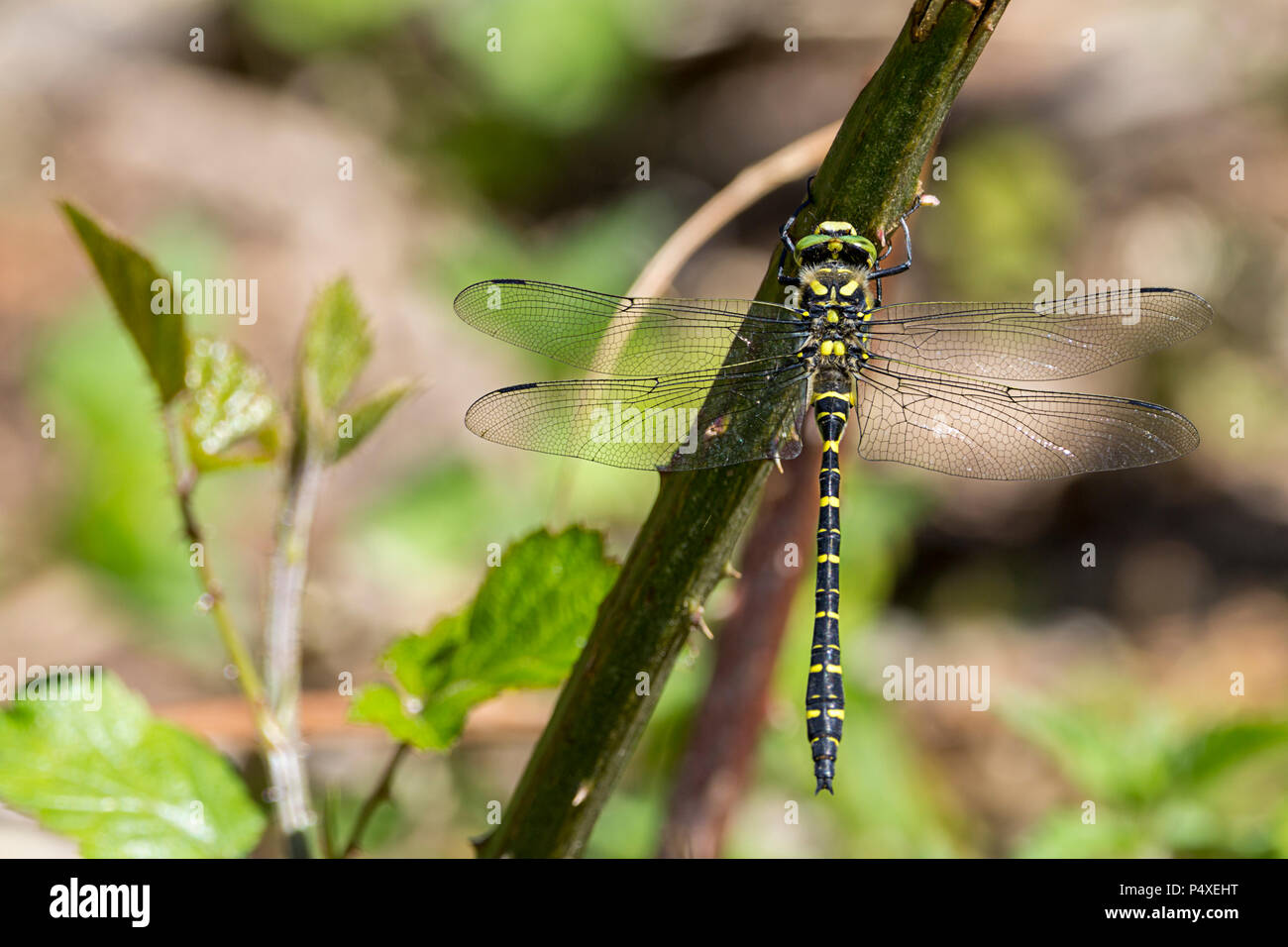 Golden Dragon Fly anillado Cordulegaster boltonii grandes ojos verdes cuerpo negro amarillo con bandas estrechas colas club abdomen encaramado en espinoso tallo. Foto de stock