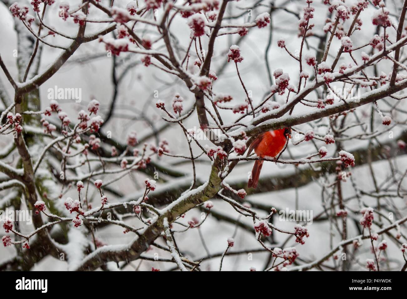 Cardenal macho en árbol cubierto de nieve Foto de stock