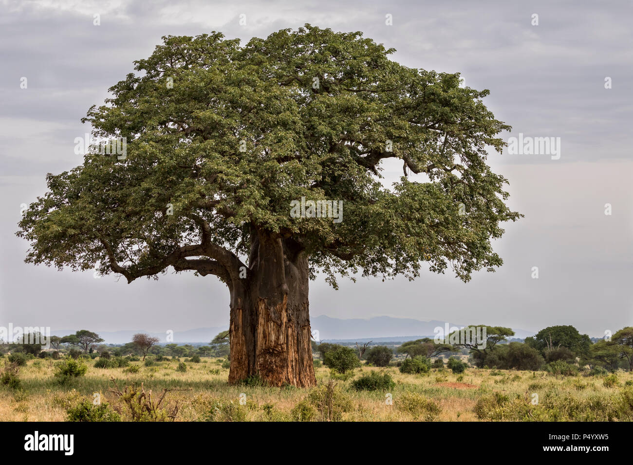 Baobab africano (Adansonia digitata) árbol de la sabana en el Parque Nacional Tarangire, Tanzania Foto de stock