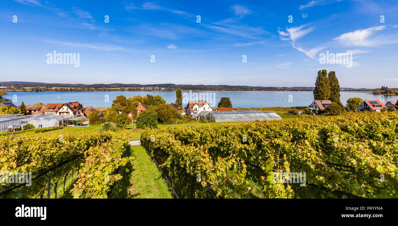 Alemania, Oberzell, vistas al lago de Constanza con viñedos en primer plano Foto de stock