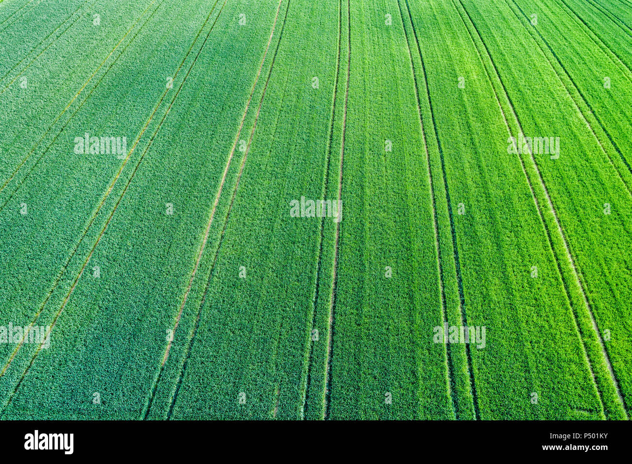 Alemania, Baden-Wuerttemberg, Rems-Murr-Kreis, vista aérea del campo verde Foto de stock