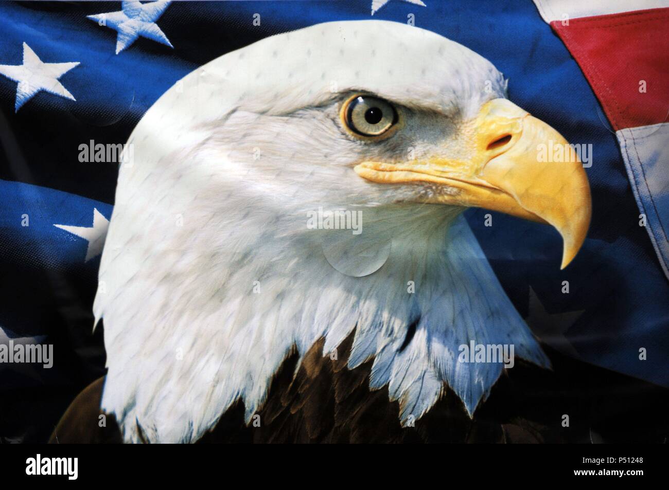El águila calva. Es el ave nacional y símbolo de los Estados Unidos de  América Fotografía de stock - Alamy