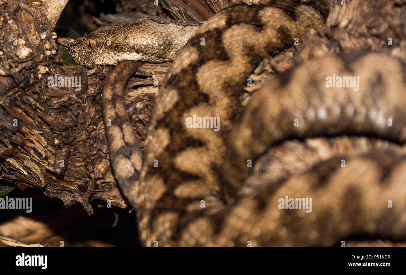 Cuerno nariz viper snake Foto de stock