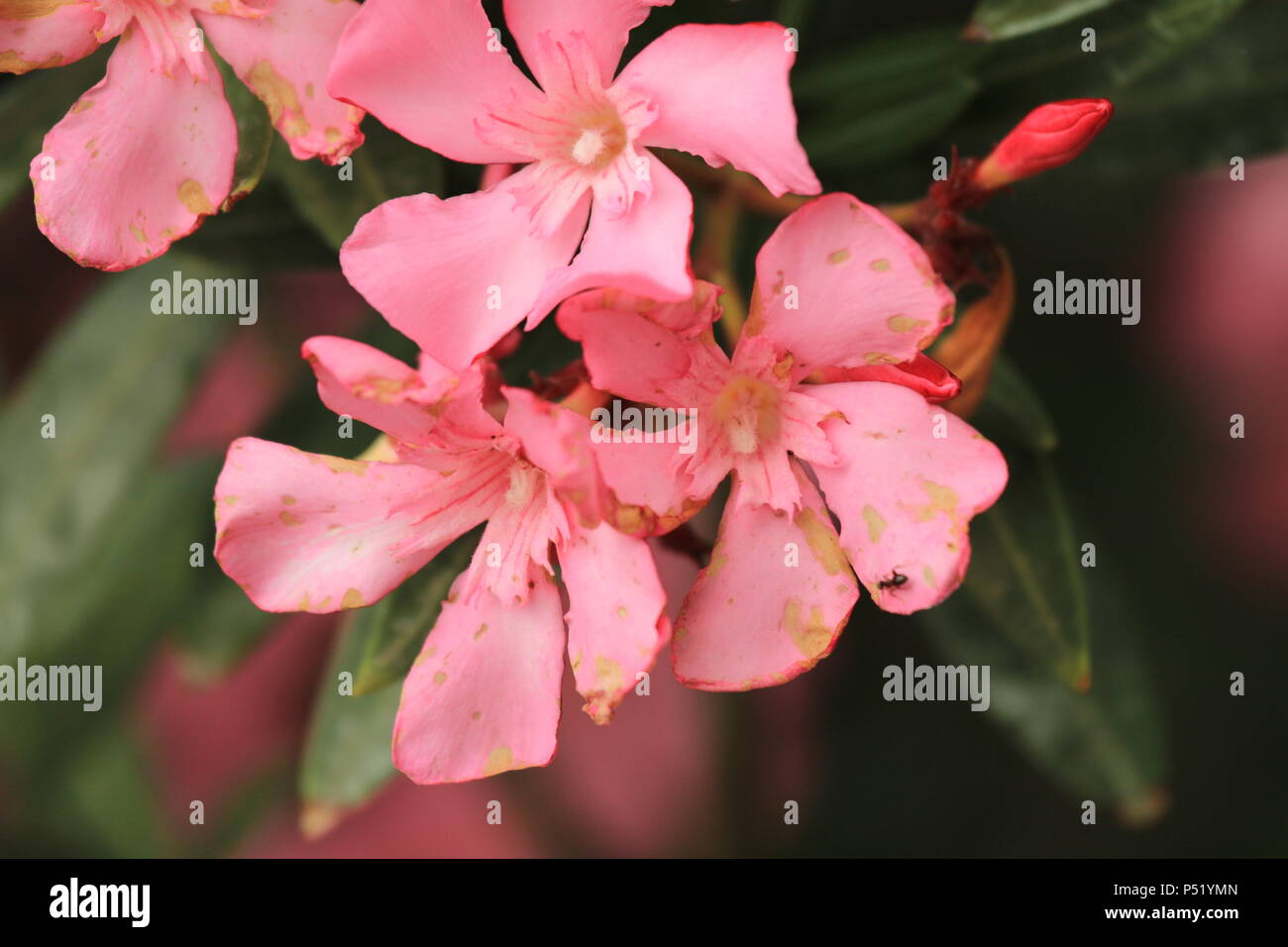 Hermosas flores de color rosa Foto de stock