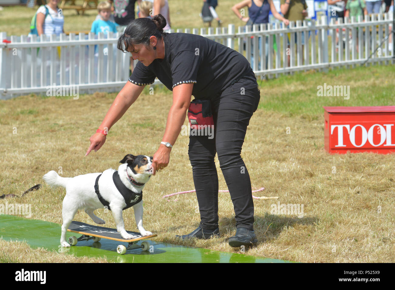 Certificado De Premios De Perro Fotografías E Imágenes De Alta Resolución Alamy 0610