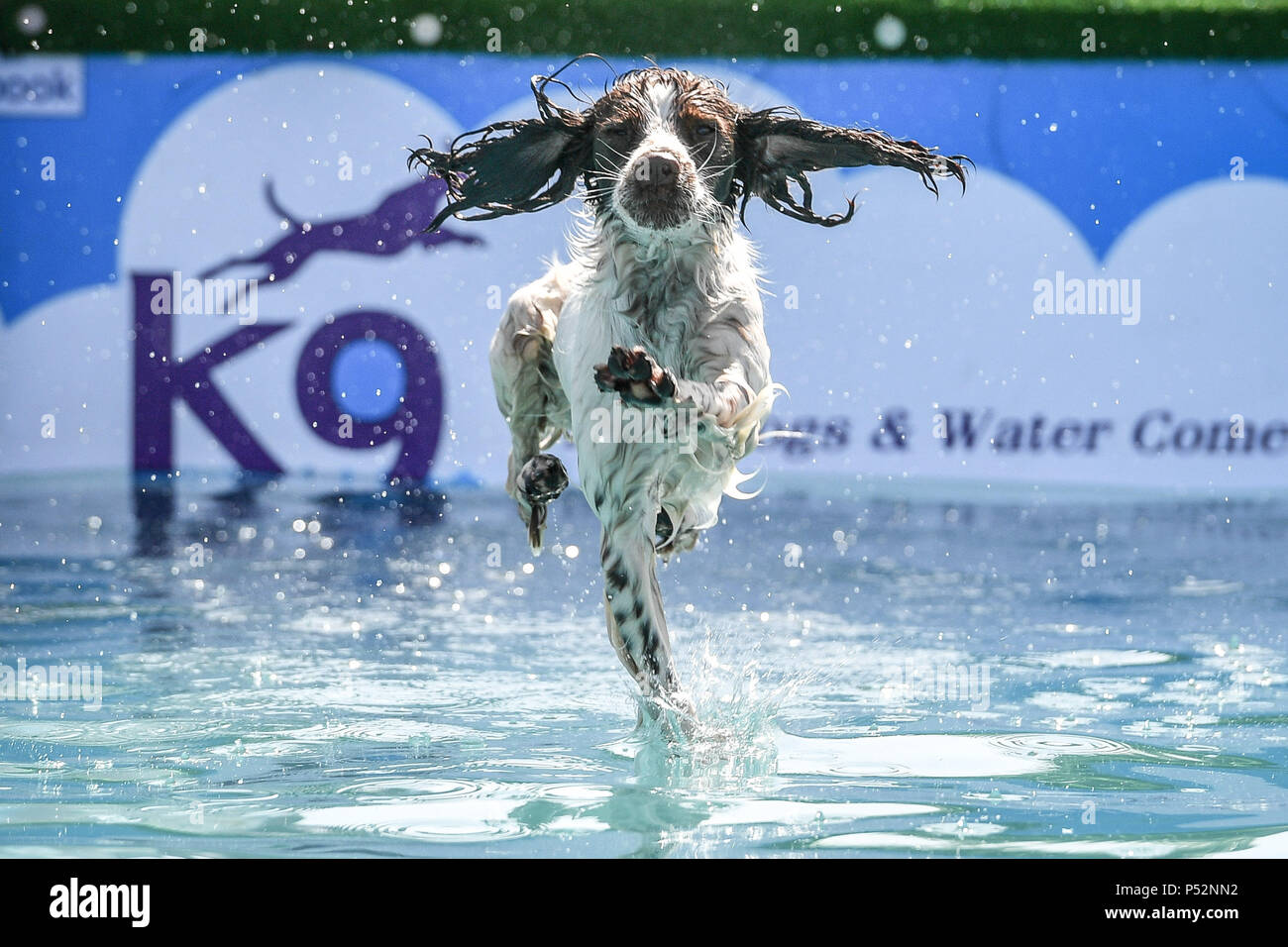 Cosas que hacer con un perro fotografías e imágenes de alta resolución -  Alamy