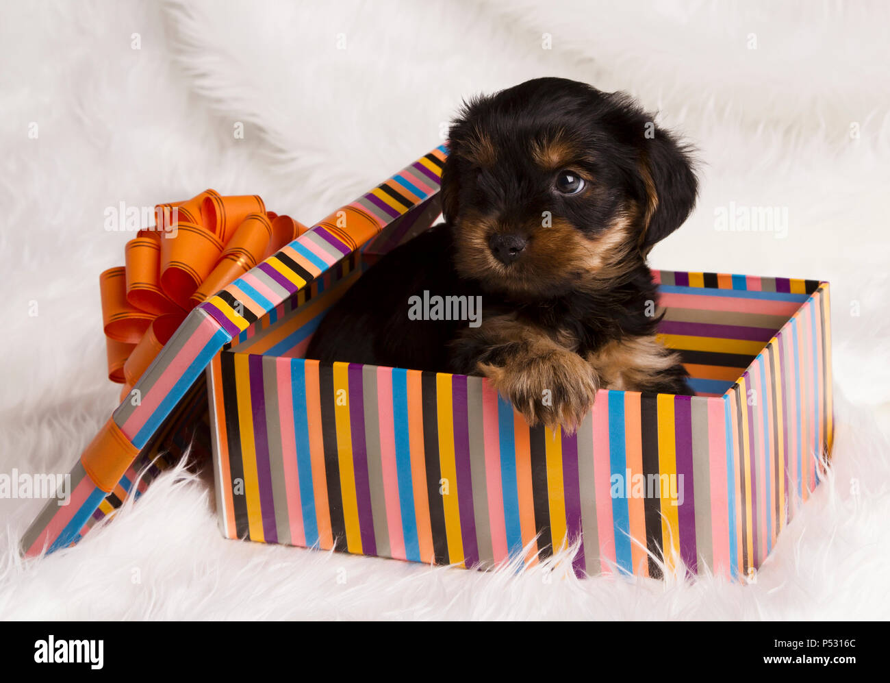 Cachorro yorkshire terrier en una caja de regalo en el estudio sobre una  piel blanca Fotografía de stock - Alamy