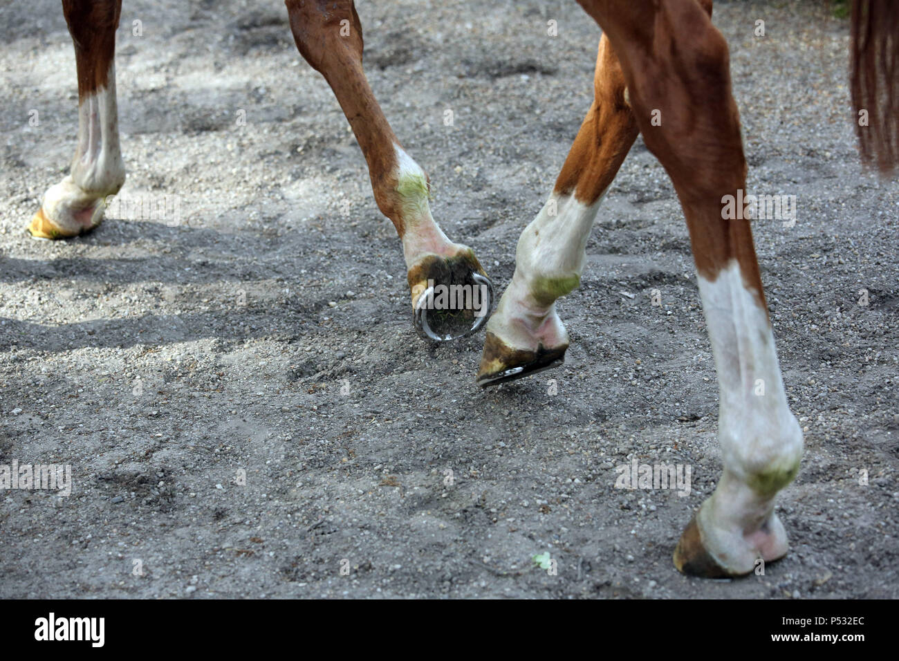Hoppegarten, Brandenburgo, cerca, las piernas del caballo en el paso Foto de stock
