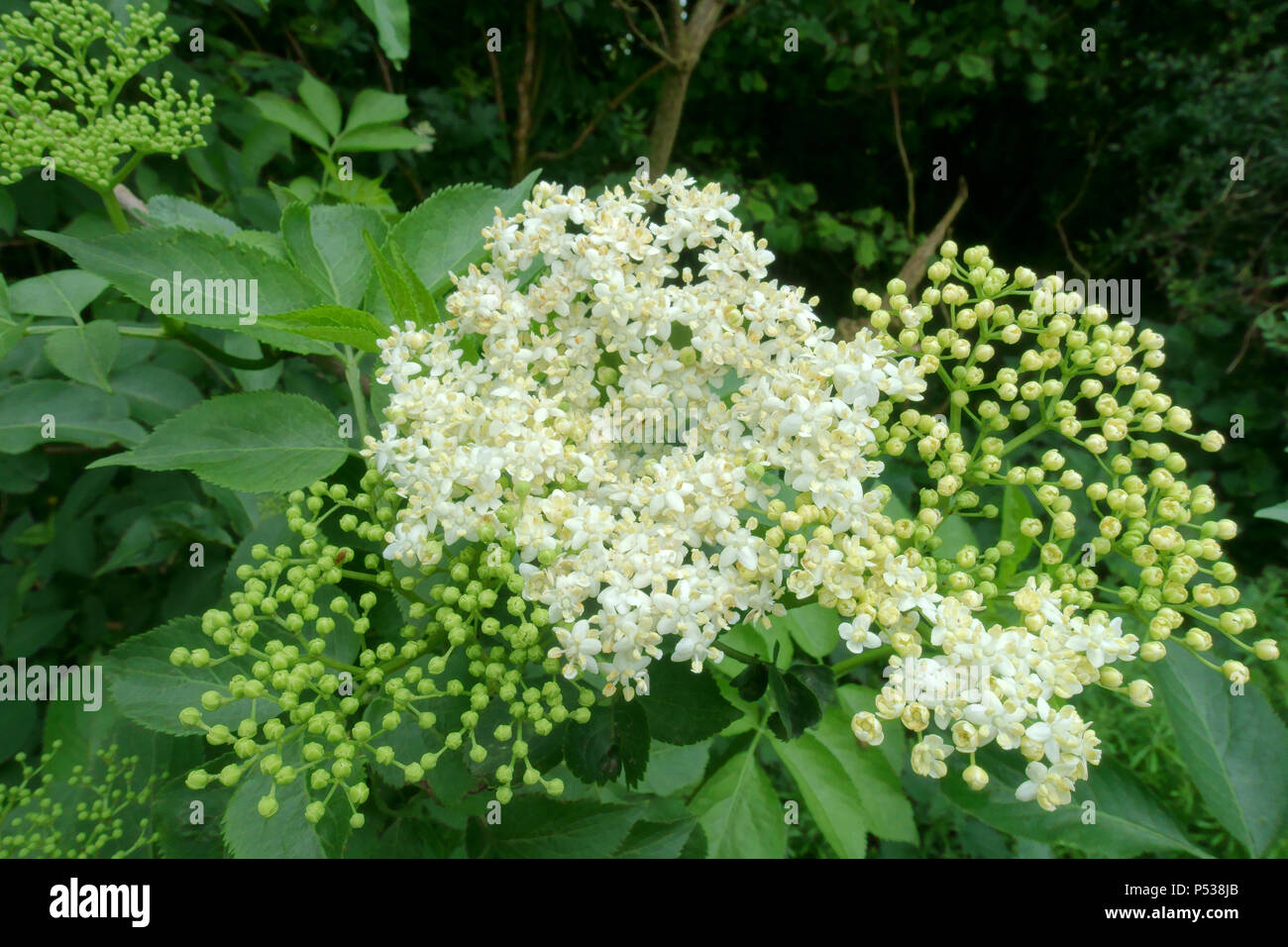 Elderberry, Sambucus nigra, blanca flor de saúco corymb junto con corymbs de yemas sin abrir, puede Foto de stock