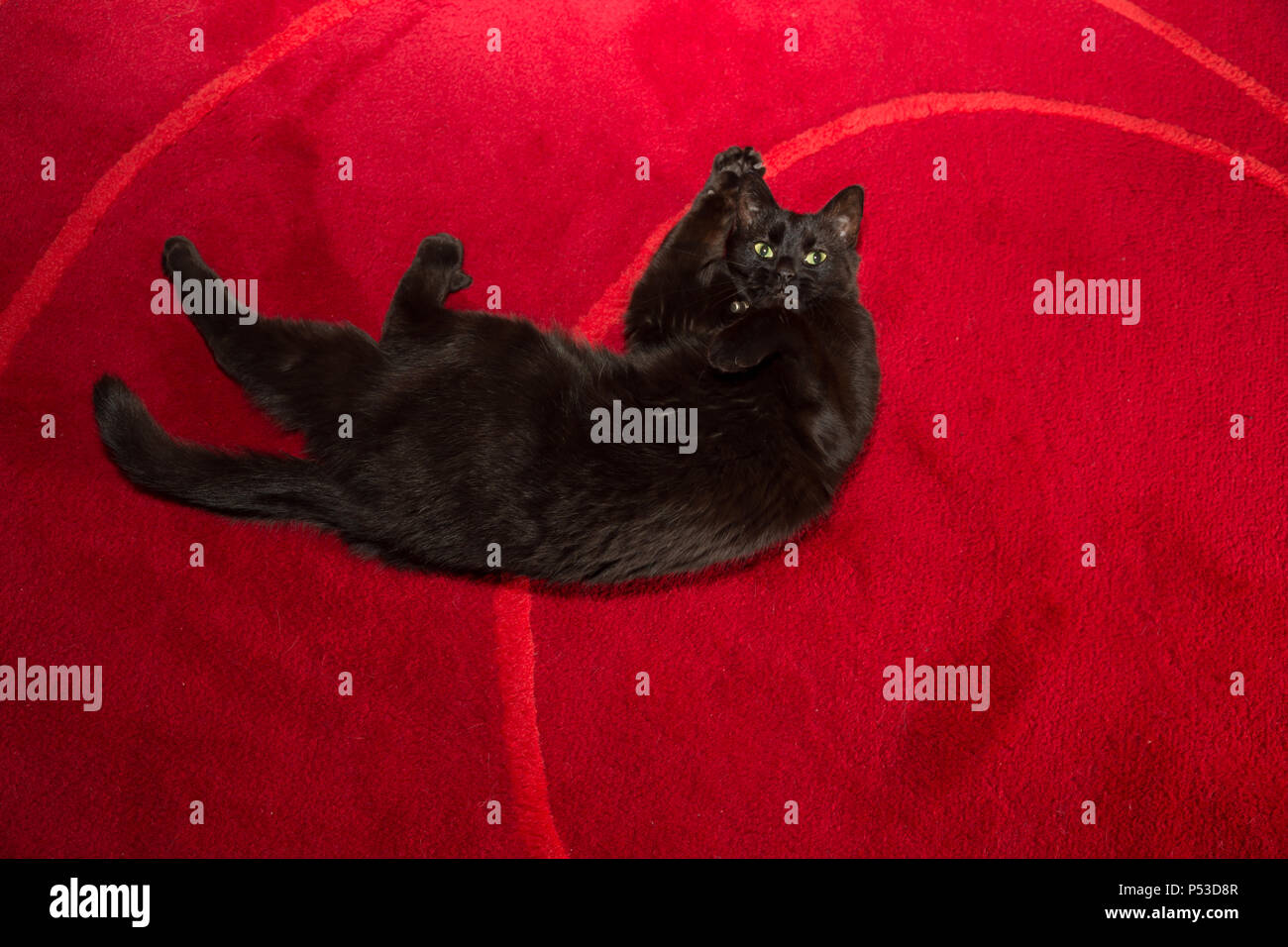 Gato negro, se tambalea en la alfombra roja Foto de stock