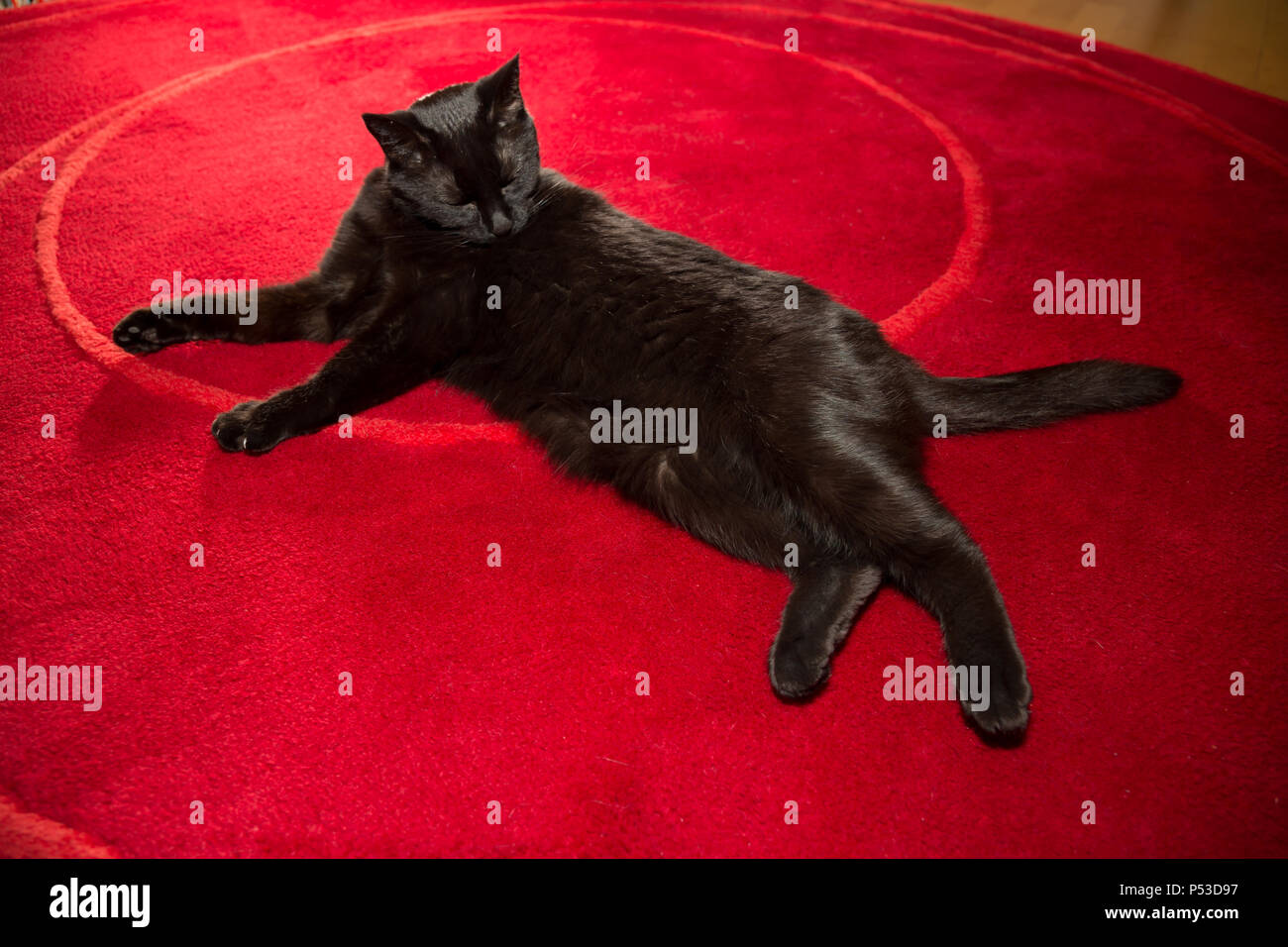 Gato negro, se tambalea en la alfombra roja Foto de stock