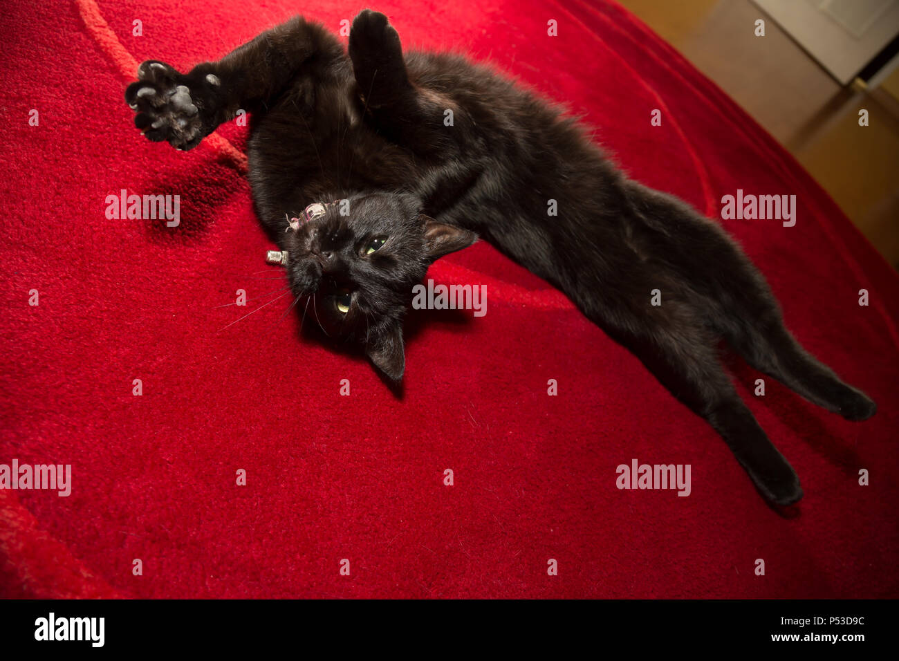 Gato negro, se tambalea en la alfombra roja Foto de stock