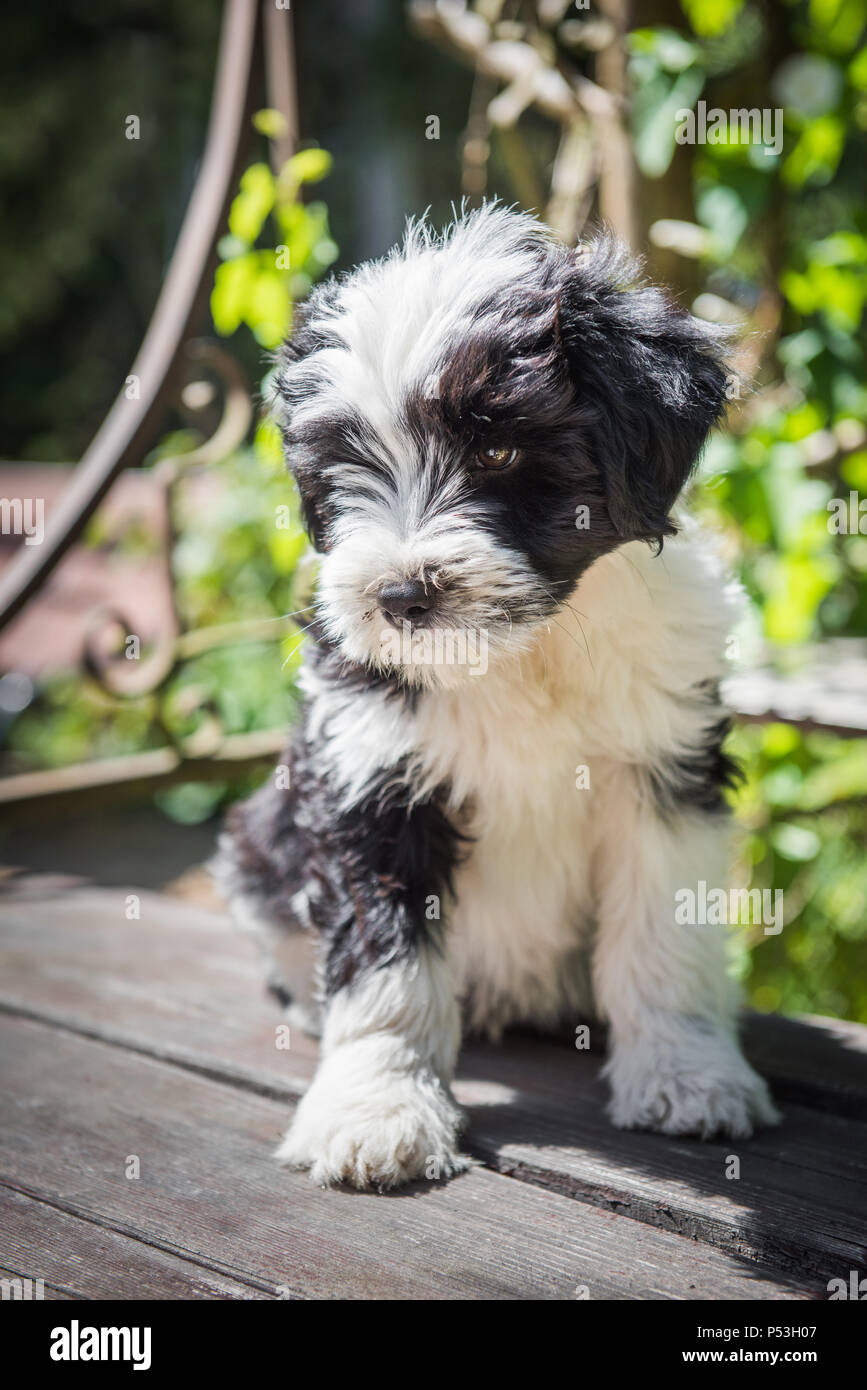 cuanto cuesta un terrier tibetano