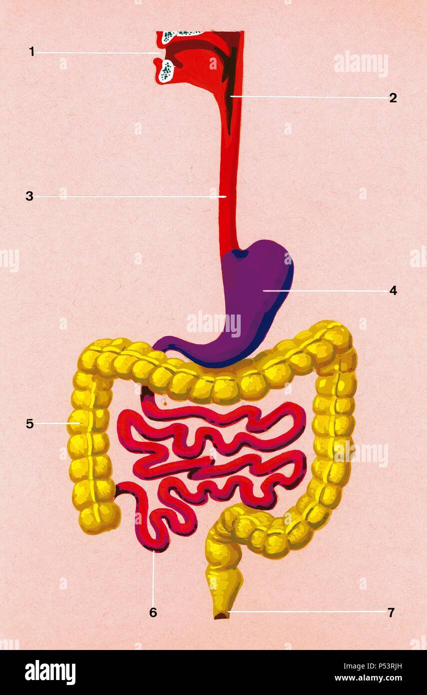 El sistema digestivo. Esquema de la posición ocupada por los órganos del cuerpo humano. 1. Boca 2. Faringe 3. Esófago 4. Estómago 5. Intestino grueso 6. El intestino delgado 7. Recto. Dibujo. Color. Foto de stock