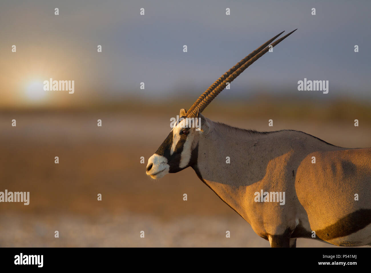 Oryx al atardecer en Etosha Foto de stock