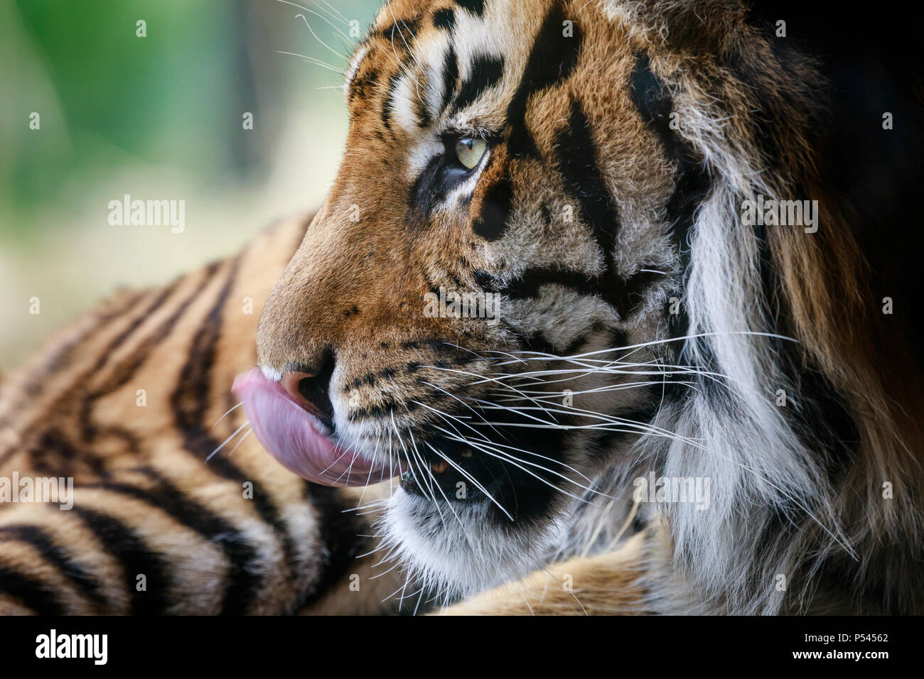 Cerrar perfil retrato de un macho de tigre de Sumatra, Jae Jae Foto de stock