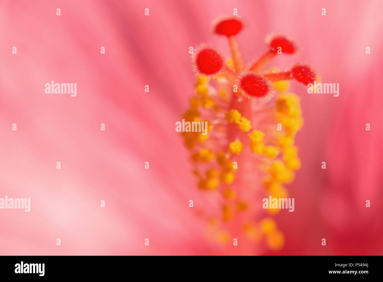 Luz roja Hibiskus exótica flor fondo difuminado. Macro fotografía de stock con poca DoF y punto de enfoque selectivo. Foto de stock