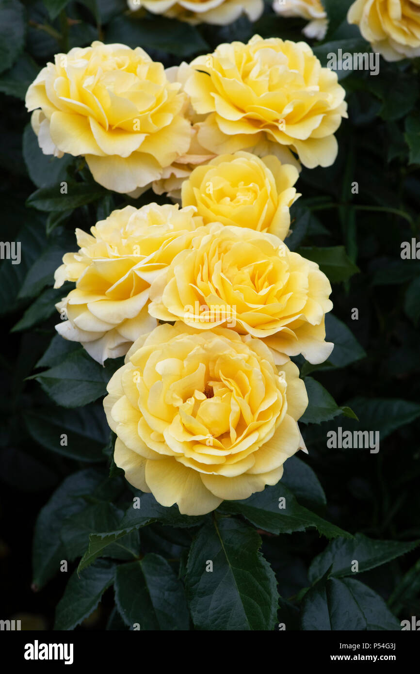 Rosa 'oro' / Frykeyno Smiles. Feliz Rosa 'Bodas de Oro'. Floribunda rose. UK Foto de stock