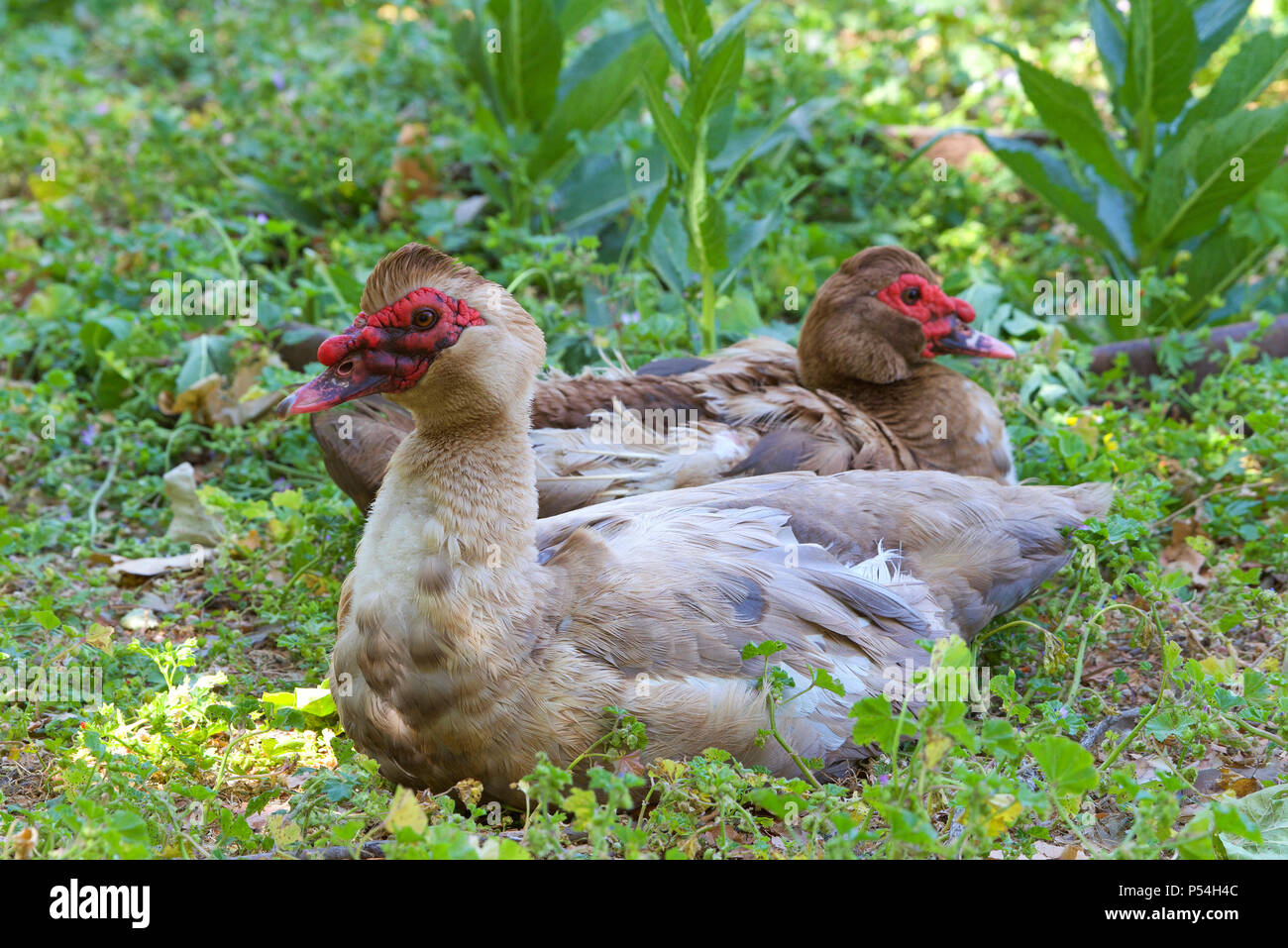 Los dos patos reales (Cairina moschata) apoyado en el verde follaje. Las razas domésticas, Cairina moschata domestica, es comúnmente conocido en español como el Foto de stock
