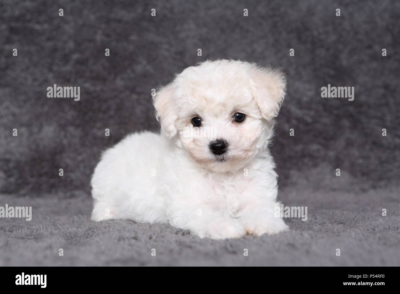 Bichon Baby Fotos E Imagenes De Stock Alamy