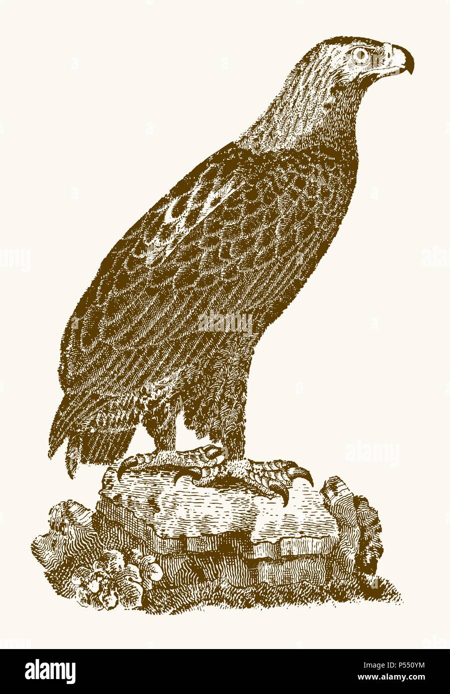 Águila real (Aquila chrysaetos) en la vista de perfil sentada sobre una  roca. Ilustración vintage después de un grabado del siglo XIX Imagen Vector  de stock - Alamy