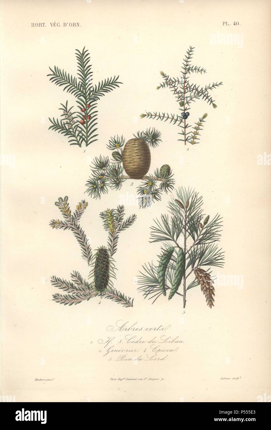 Cinco árboles de hoja perenne, incluyendo árboles con bayas de enebro  (Juniperus Communis), el cedro del Líbano (Cidri lebani) y abeto rojo  (Picea). . Arbres Verta Tif: 1) 2) 3) Genevrier Cedre