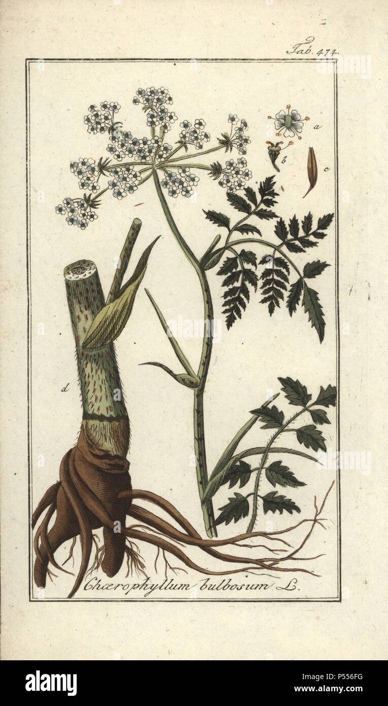 Chervil bulboso, Chaerophyllum bulbosum. Botánico copperplate Handcolored grabado de Johannes Zorn's 'Afbeelding der Artseny-Gewassen', Jan Christiaan Sepp, Amsterdam, 1796. Zorn primero publicó su ilustrado botánica médica en Nuremberg en 1780 con 500 platos, y una edición holandesa seguida en 1796 publicado por J.C. Sepp con un adicional de 100 placas. Zorn (1739-1799) fue un botánico y farmacéutico alemán que recolectó plantas medicinales en toda Europa por su 'Icones Plantarum Medicinalium' para boticarios y médicos. Foto de stock