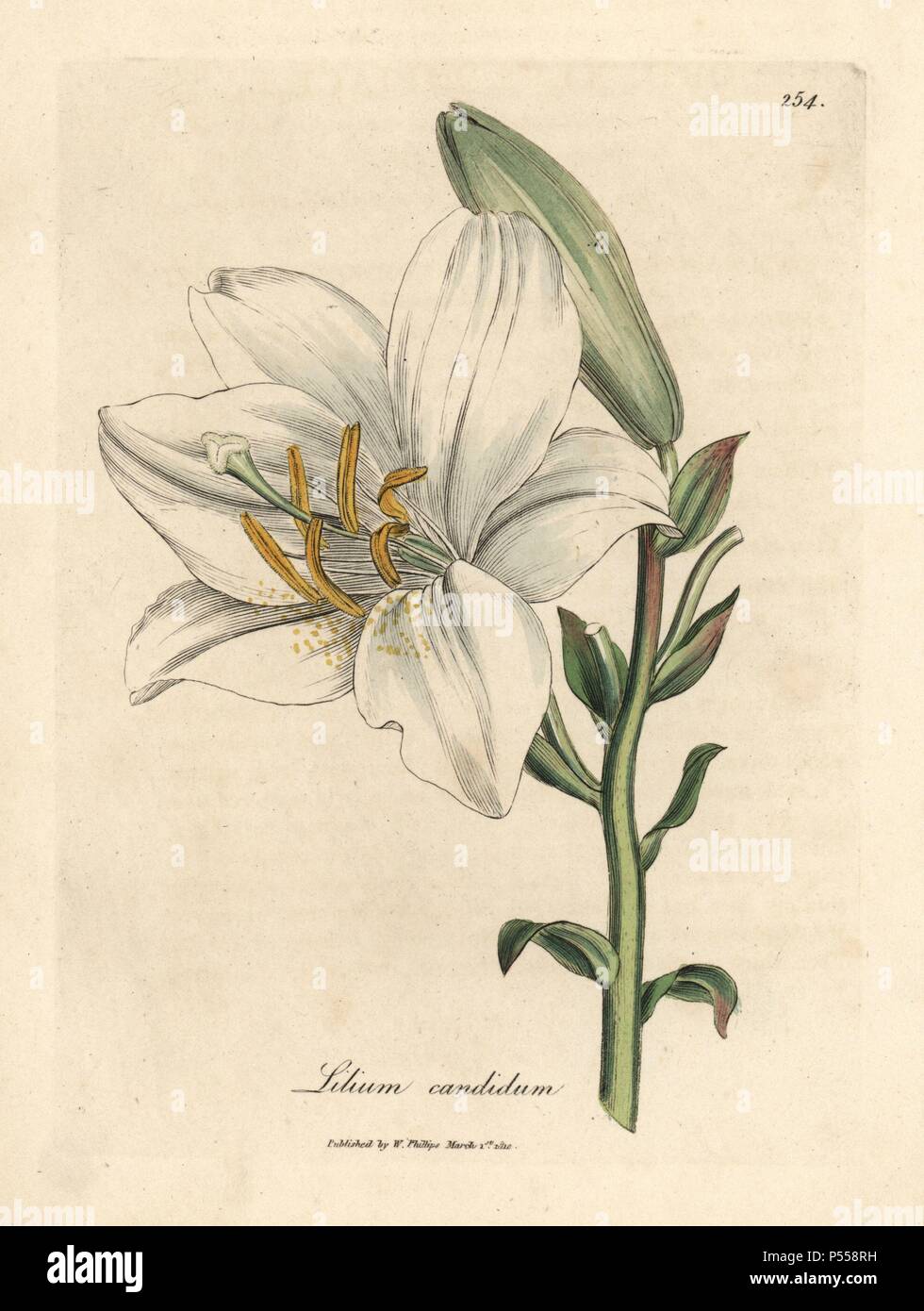 Lirio Blanco común, Lilium candidum, con orange antherae. Copperplate  Handcolored grabado de una Ilustración botánica por James Sowerby de  William Woodville y Sir William Jackson Hooker's 