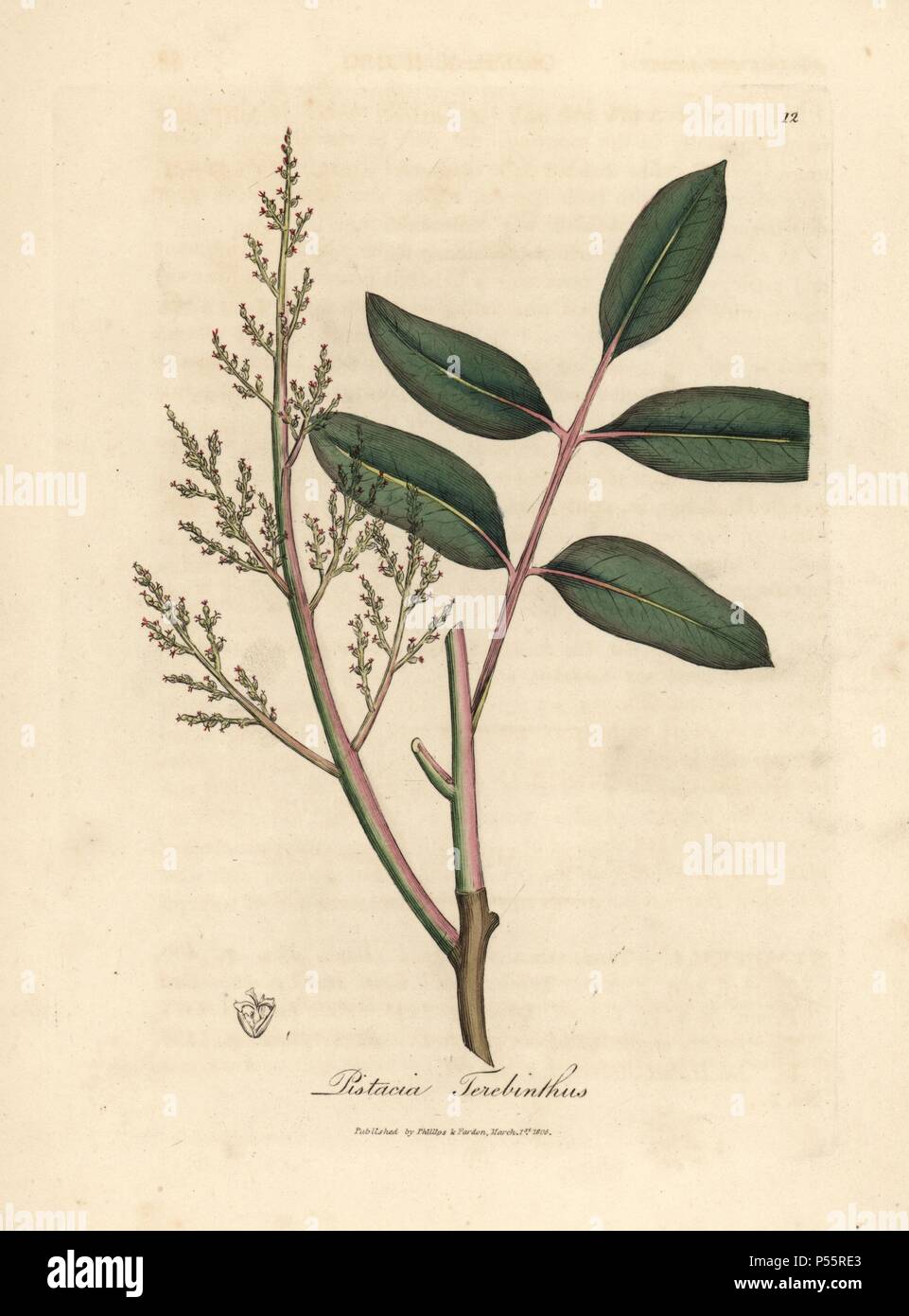 Hojas y flores de la chian árbol o árbol de trementina chipriota, Pistacia  terebinthus. Copperplate Handcolored grabado de una Ilustración botánica  por James Sowerby de William Woodville y Sir William Jackson Hooker's "