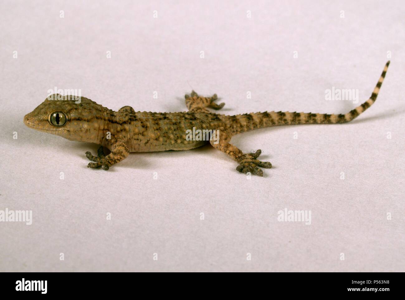 SALAMANQUESA o Dragón (Tarentola mauritanica). Reptil escamoso de la familia saurio gecónidos SALAMANQUESA o Dragón (Tarentola mauritanica). Reptil escamoso de la familia saurio gecónidos