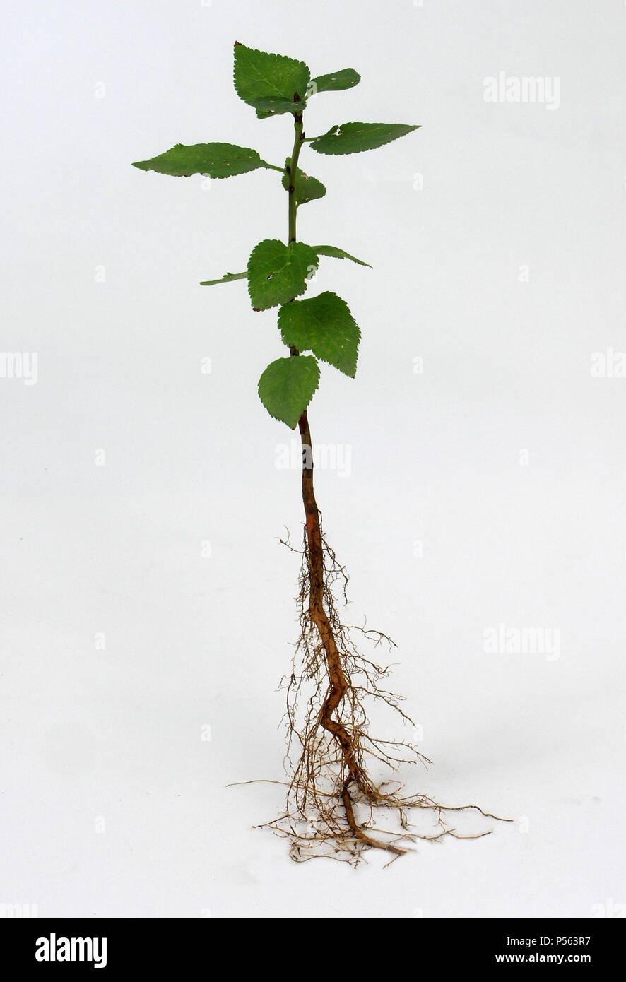 Detalle del tallo, las hojas y las raíces de una planta Fotografía de stock  - Alamy