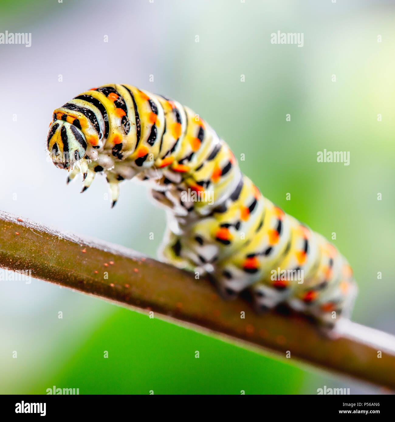 Papilio machaon Caterpillar en actitud amenazadora Foto de stock